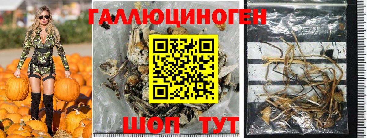 Псилоцибиновые грибы Psilocybe Узловая